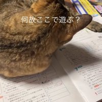 毛づくろいする猫