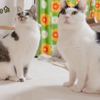 テロップ「行っちゃった」