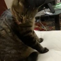 飼い主に撫でられたところを毛繕いするキジトラ猫