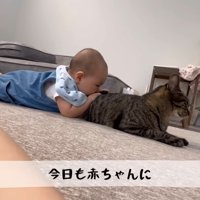 猫吸い
