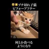 イカ耳