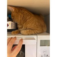 電子レンジの上の猫