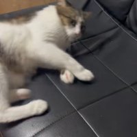 ソファーに横になる猫