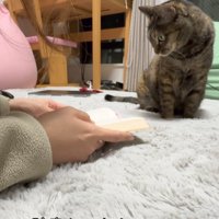 本を見つめる猫