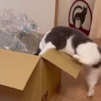 ダンボールに入ろうとしている猫