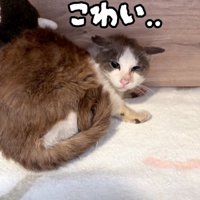 警戒する猫
