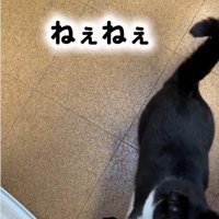 人の足元に立っている猫