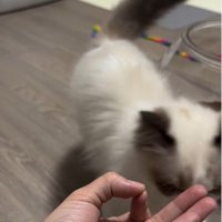 手のひらの上におやつを乗せた人とおやつを食べようとしている猫