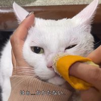 鼻を拭かれる猫の顔