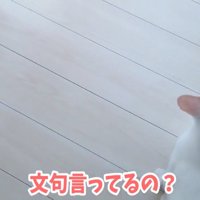 飼い主の隣にいる猫