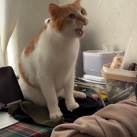 飼い主に向かって鳴く猫