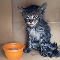 段ボールの中の子猫