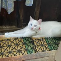 室内にいる猫