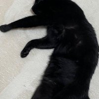 床に寝転がる猫