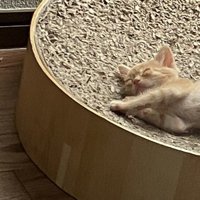 熟睡する猫