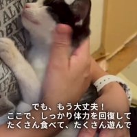 抱っこされている子猫