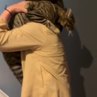 抱っこしてもらう猫