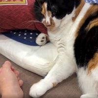 室内にいる猫