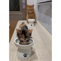 キッチンにいる猫たち