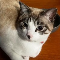 室内にいる猫
