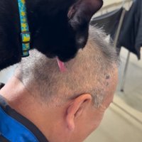 頭頂部を舐める猫2