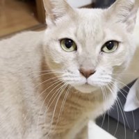 カメラ目線の猫