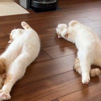 仰向けになる2匹の猫