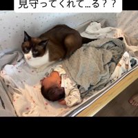 赤ちゃんと寝る猫
