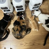 ごはんを食べる猫