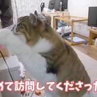 鼻をつけてタッチ
