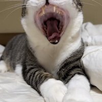 布団の上で欠伸をするキジ白猫