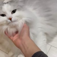 顎を撫でられるサイベリアンの猫