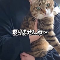 抱っこされる猫