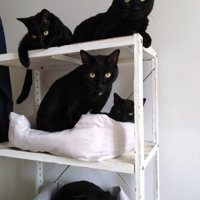 棚の上に座る5匹の猫