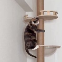 諦める猫