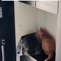 郵便受けに顔を突っ込むミックス猫と隣に座る茶トラ猫