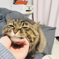 飼い主さんに顎を撫でられるキジトラ猫
