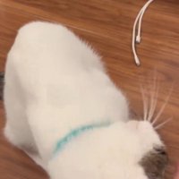 じっくりスリスリする猫