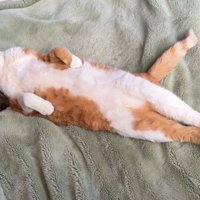 キジ白猫の体に頭を乗せて目を閉じている猫