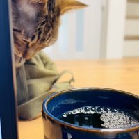 ママさんの麦茶を盗み飲みするキジトラ猫