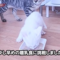 離乳食を食べる子猫