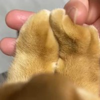 揃えられた猫の前足