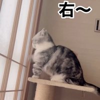 「右」と書かれた写真