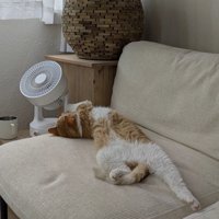 ソファの上で足を伸ばして仰向けになるマンチカン
