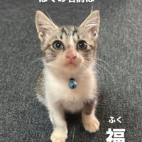 飼い主を見上げる子猫