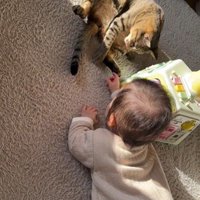 床に座っている猫と赤ちゃん