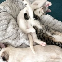 くっついて寝ている子猫3匹の様子（アップ）
