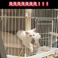ケージの柵から顔を出す子猫