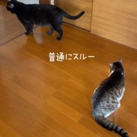 歩いていく黒猫