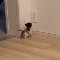 壁際で立ち止まるつむぎちゃん